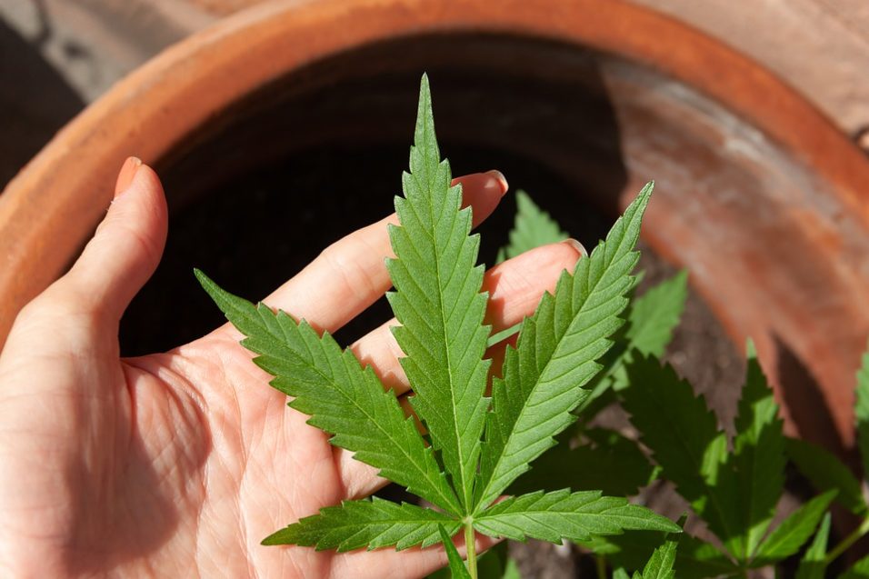 marijuana plant